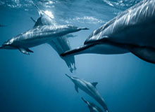 华体会入口-【告别·2020】篮坛巨星陨落 告别竟是2020的主旋律